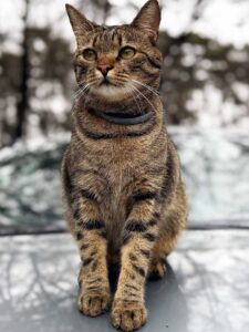 Dingo, Balans Studio cat