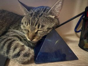 Dobrica, Balans Studio cat