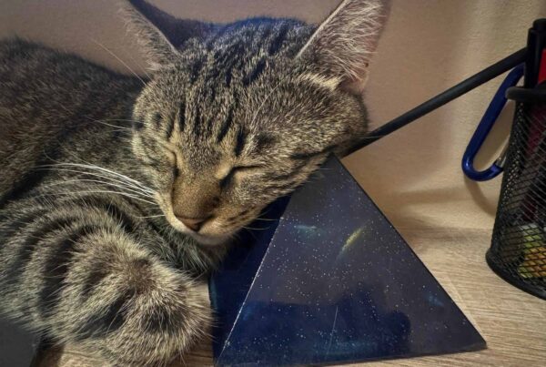 Dobrica, Balans Studio cat