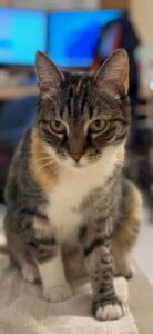 Lilica, Balans Studio cat
