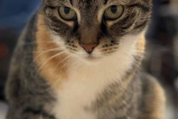 Lilica, Balans Studio cat